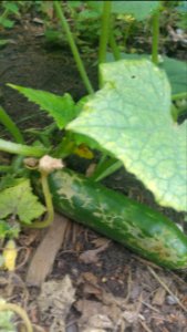 Trellis cucumbers next year