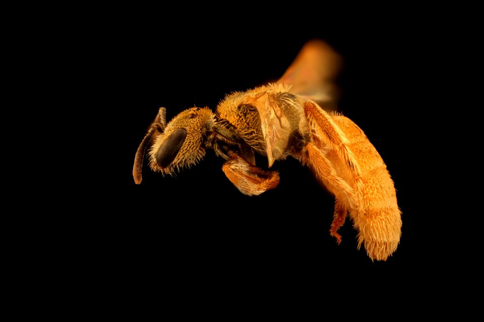 Lasioglossum vierecki, f, side, ma, powerlines 2018-11-05-11.37.15 ZS PMax UDR