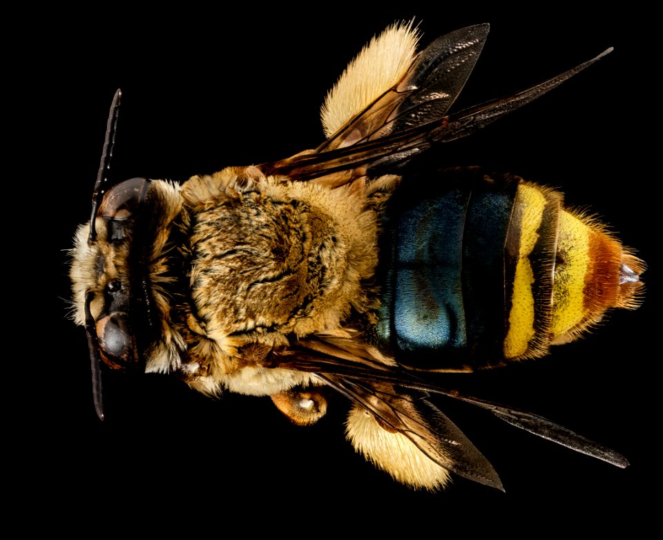 Centris smithii, M, back, Puerto Rico, Boqueron 2014-09-23-14.29.16 ZS PMax