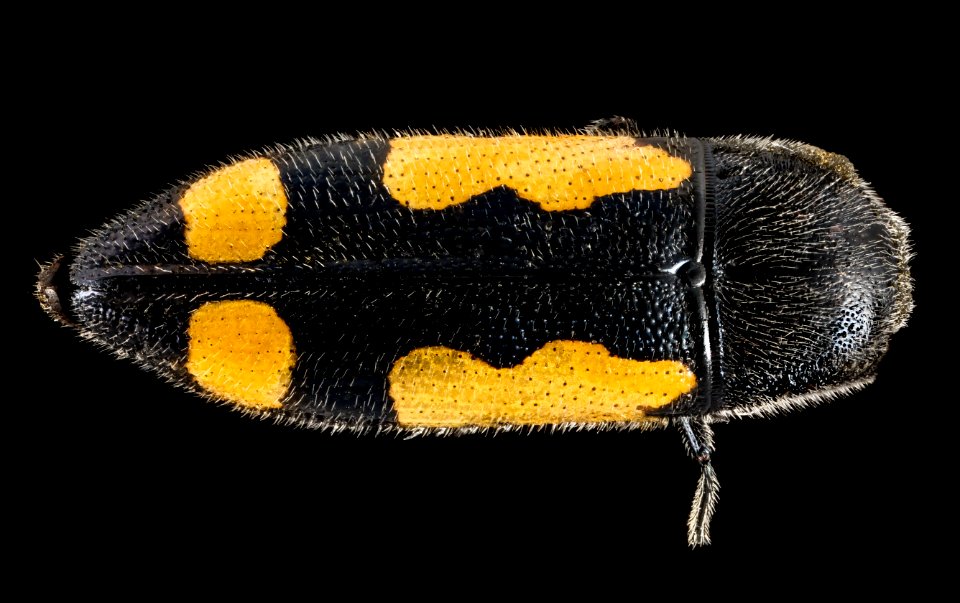 (beetle), Back, Judelot Farm, Maryland 2014-10-20-14.30
