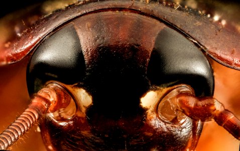 Periplaneta americana, face, top of head, MD, prince georges county 2014-02-27-16.34.28 ZS PMax photo