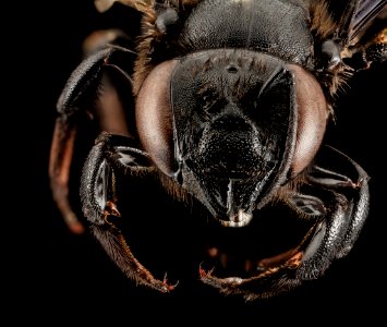Megachile xylocopoides, F, Face, Florida 2014-01-14-11.00