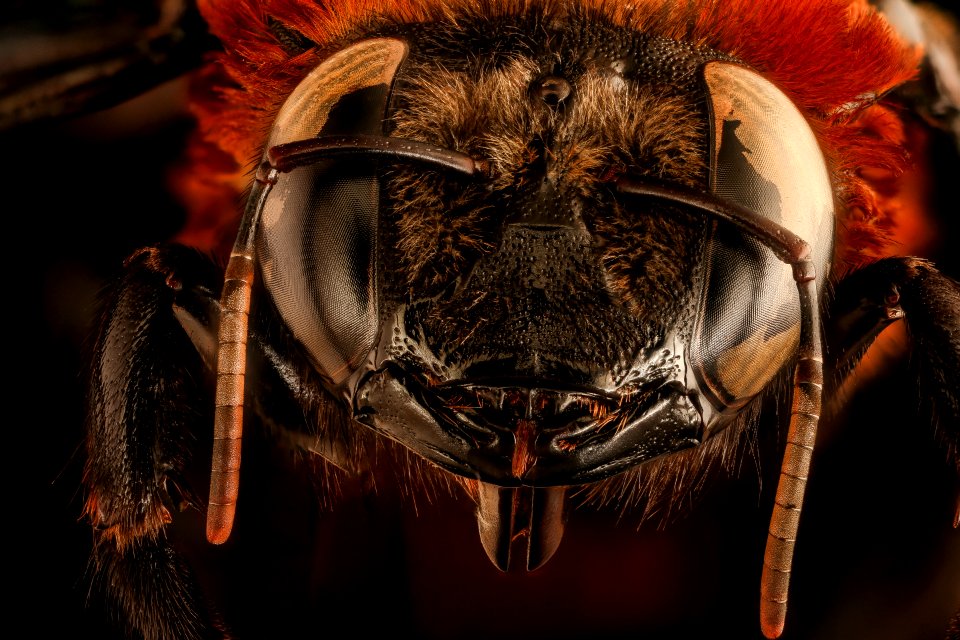 Xylocopa flavorufa, f, face, ,Skukuya, South Africa Mpumalanga 2018-06-21-15.39.20 ZS PMax UDR