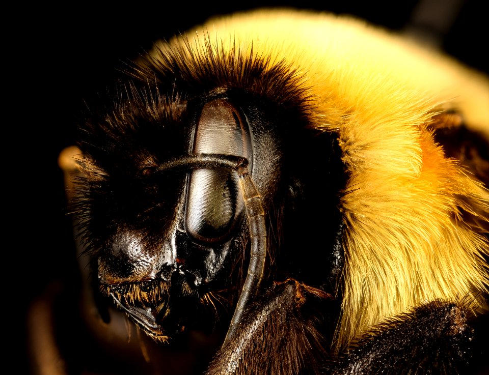 Bombus affinis, queen, racine wi, LW Macior 1965 sideface 2017-01-26-12.54