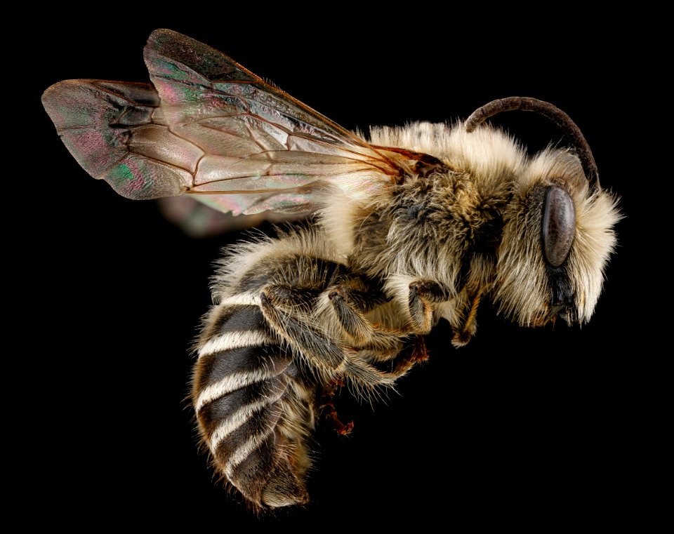 Colletes validus, male, side 2012-04-12-12.46