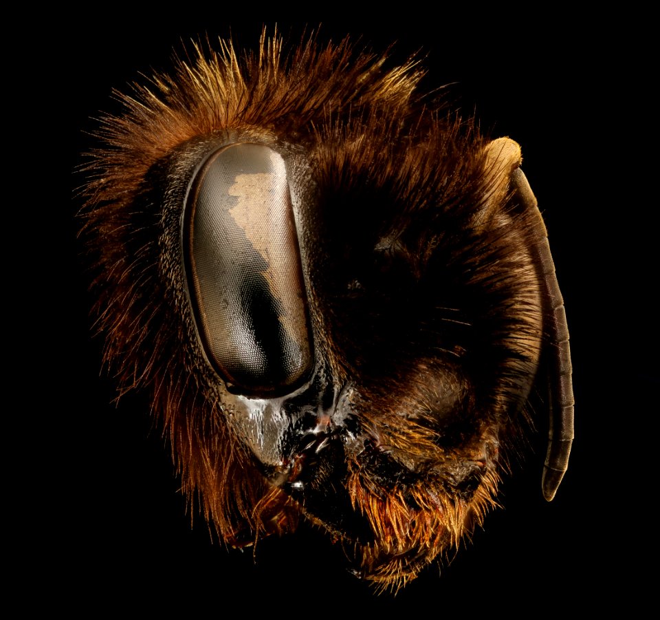 Bombus affinis, f, mandible, Oriental L.I 2018-03-01-09.51