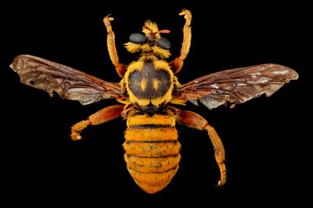 Asilidae 2013-07-12-18.11.38 ZS PMax photo