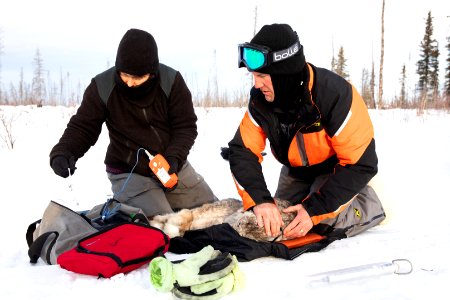 Lynx Project At Yukon Flats National Wildlife Refuge
