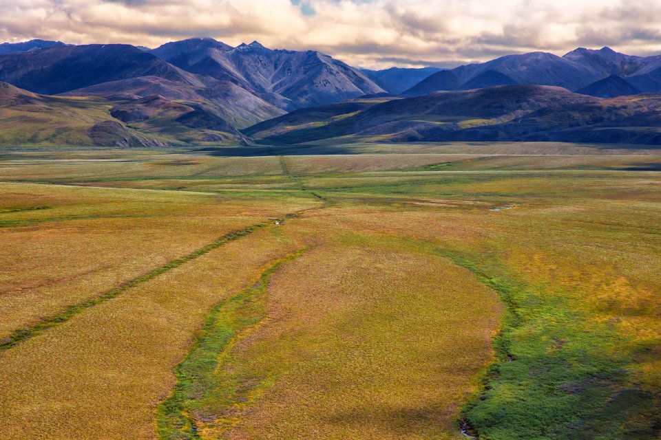 Arctic Bird Fest 2019