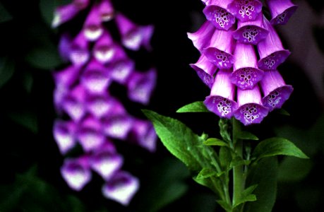 Digitalis purpurea (foxglove, common foxglove, purple foxglove or lady's glove)