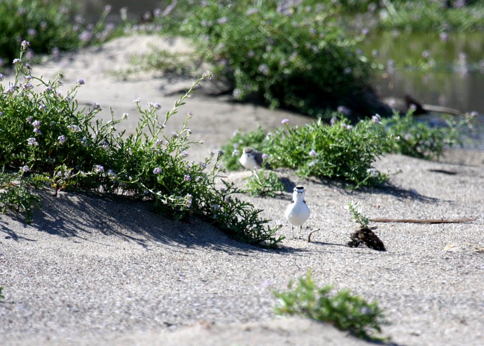 Western snowy plovers at Malibu Lagoon State Beach.