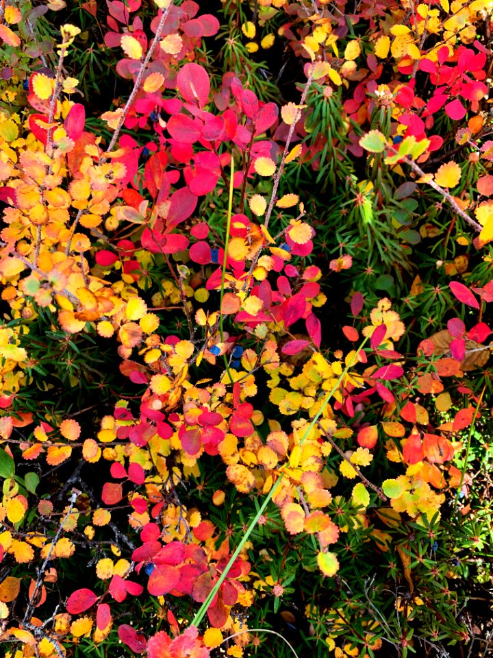 Fall foliage in Northwest Alaska