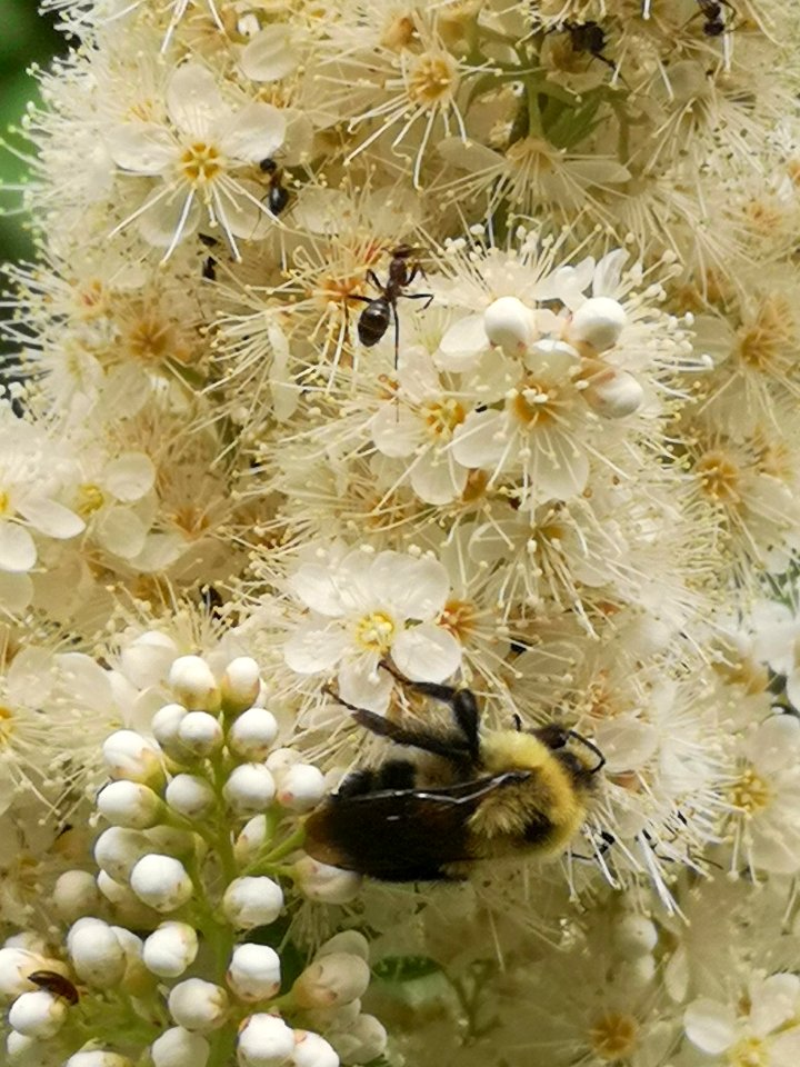 Bumblebee visiting false spiraea (Sorbaria sorbifolia 'Sem') flowers