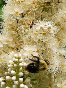 Bumblebee visiting false spiraea (Sorbaria sorbifolia 'Sem') flowers