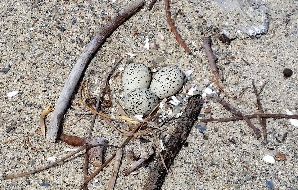 Western snowy plover nest at Santa Monica State Beach