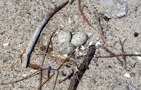 Western snowy plover nest at Santa Monica State Beach