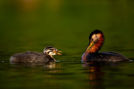 Red-necked grebe parent and chick