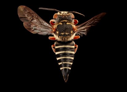 Coelioxys novomexicana, f, back, Yolo, CA 2019-03-22-07.46.25 ZS PMax UDR