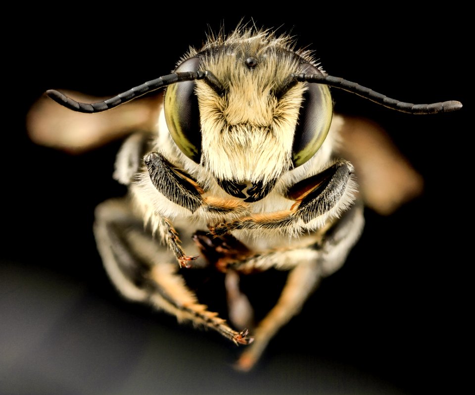 Megachile mendica, m, fade, md aleghany county 2014-06-15-16.47.58 ZS PMax