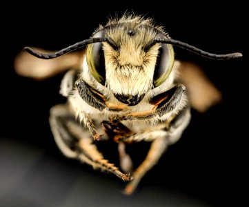 Megachile mendica, m, fade, md aleghany county 2014-06-15-16.47.58 ZS PMax photo