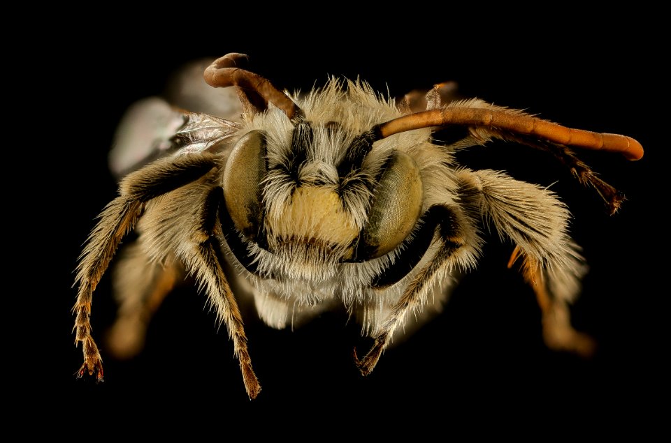 Melissodes lupina,m,face,Lincoln Co, WY 2016-02-25-12.03
