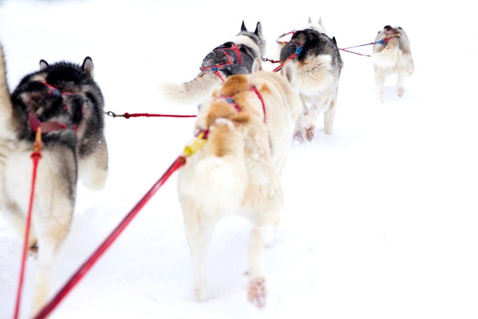 Recreational dog mushing in the snowy forest.