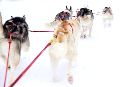 Recreational dog mushing in the snowy forest.