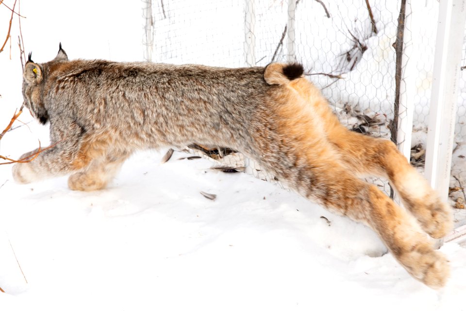 Lynx Project At Yukon Flats National Wildlife Refuge