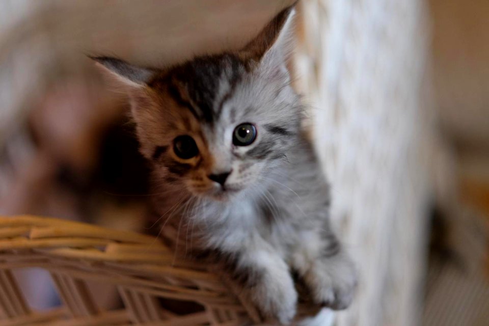 Chatons GALIT 13.12.2015 - Février 2016