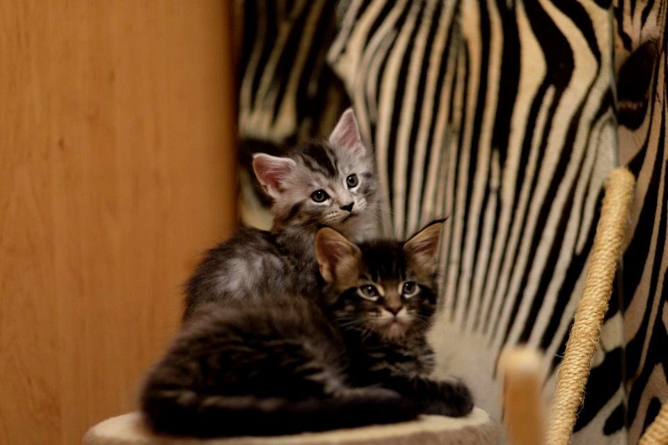 Chatons GALIT 13.12.2015 - Février 2016