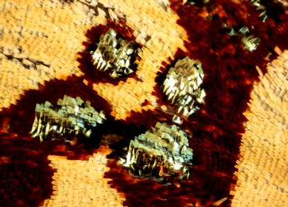 Anteros formosus, m, peru, Cosnipata Valley, brain harris, super detail 2016-02-23-10.37 photo