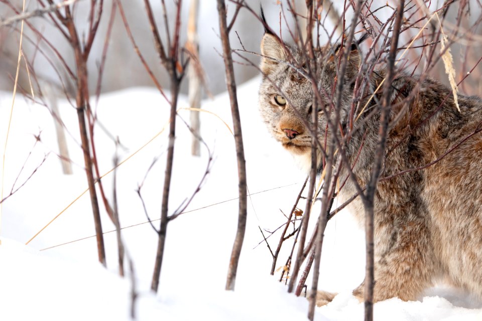 Lynx Project At Yukon Flats National Wildlife Refuge