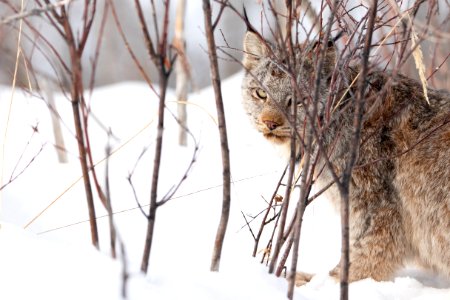 Lynx Project At Yukon Flats National Wildlife Refuge