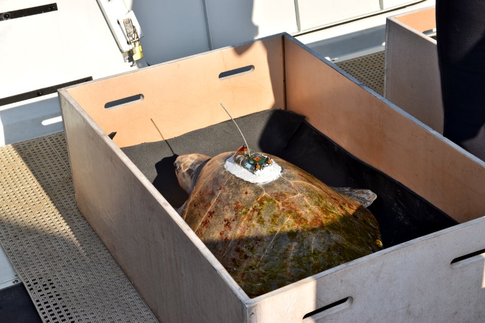 Coral is an endangered olive ridley sea turtle