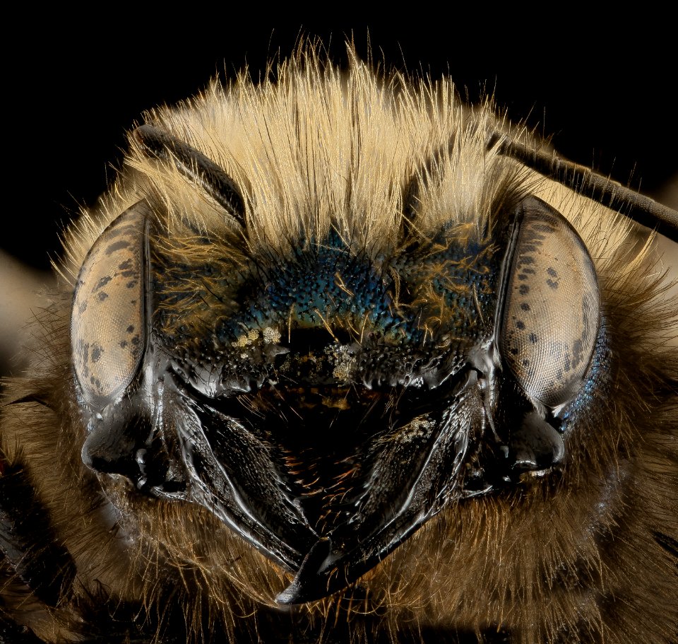 Osmia lignaria, F, Face, Washington, DC 2013-11-13-09.44.56 ZS PMax