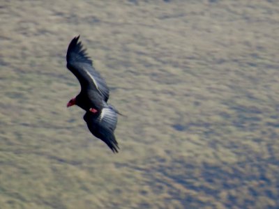 California condor #20 (AC-4) flies free above Bitter Creek National Wildlife Refuge on December 29, 2015. Photo by Beatrix Schwarz