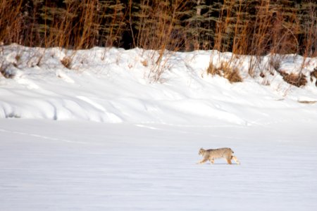 Lynx Project At Yukon Flats National Wildlife Refuge