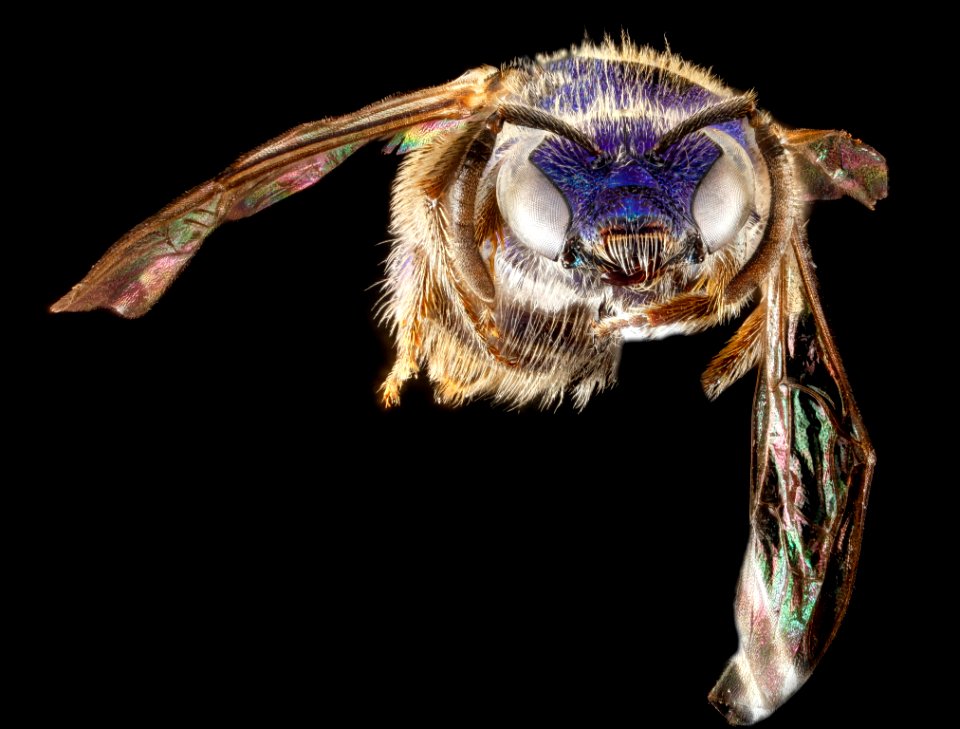 Augochlorella aurata, face, Camden County, Georgia 2013-01-10-14.02.49 ZS PMax