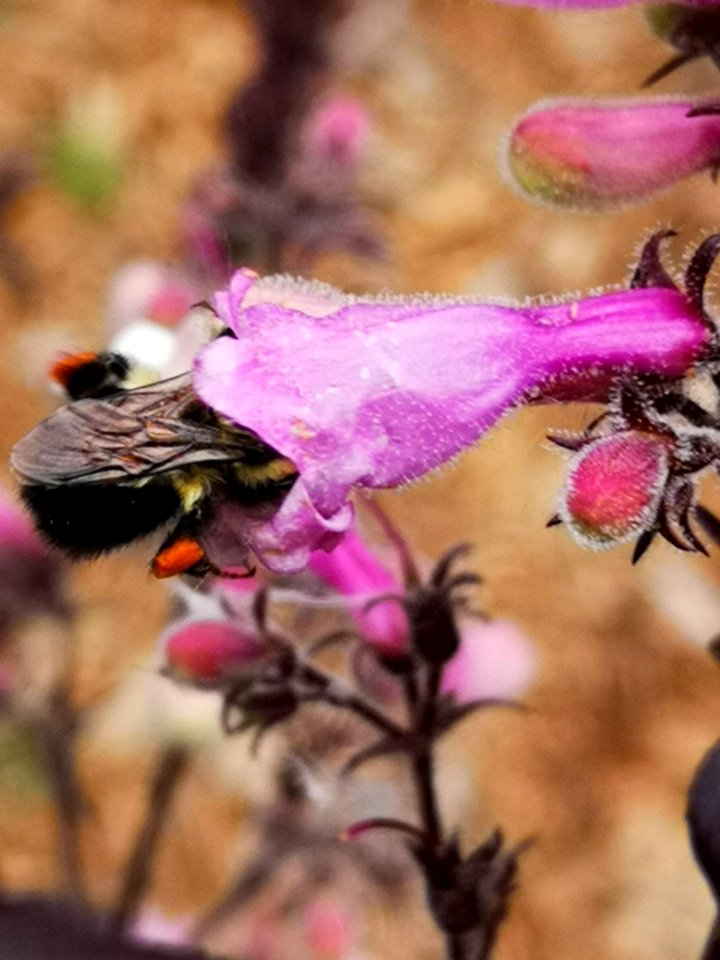 Bee visiting beardtongue (Penstemon x Dark Towers)