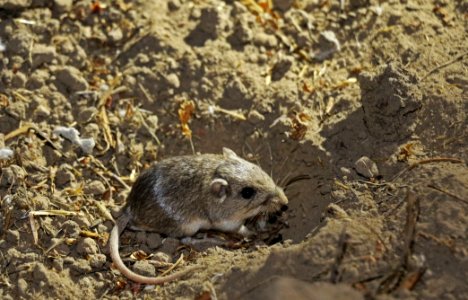 Endangered Pacific Pocket Mouse in new home photo