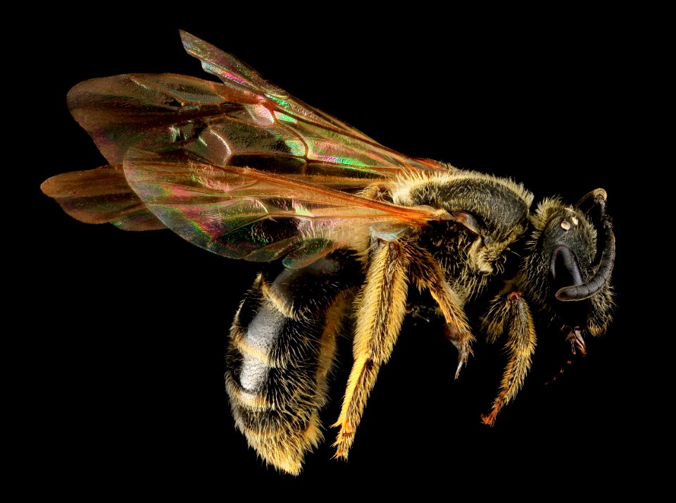 Lasioglossum quebecense, F, Side, MD, Carroll County 2013-07-24-15.53.37 ZS PMax