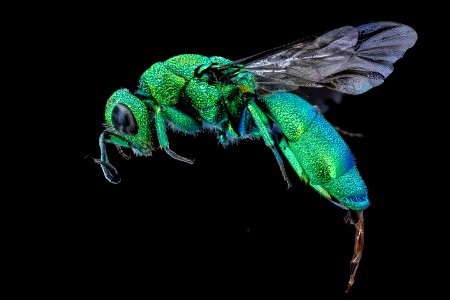 Chrysidid wasp, m, left, Millard co., Utah 2020-08-17-14.00.49 ZS PMax UDR