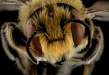 Megachile rubi,M,Face,NC,Moore County 2013-09-28-18.14.32 ZS PMax photo