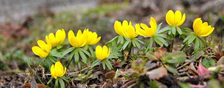 Plant flowering yellow