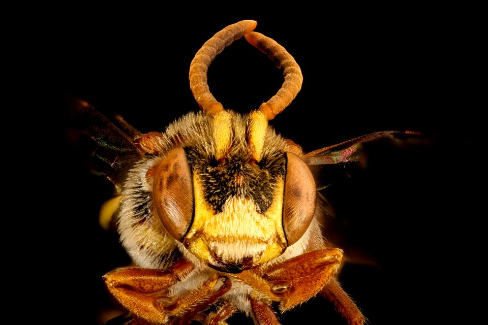 Nomada denticulata, m, face, Charles Co. Maryland 2016-06-27-16.19.00 ZS PMax UDR
