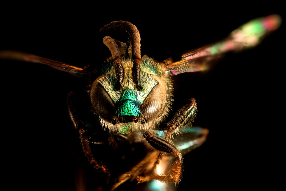 Augochlora pura, m, face, Hardy Co. West V irginia 2016-06-27-12.29