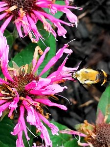 Snowberry clearwing moth (Hemaris diffinis) visiting bee balm (Monarda didyma 'Balmy Pink')