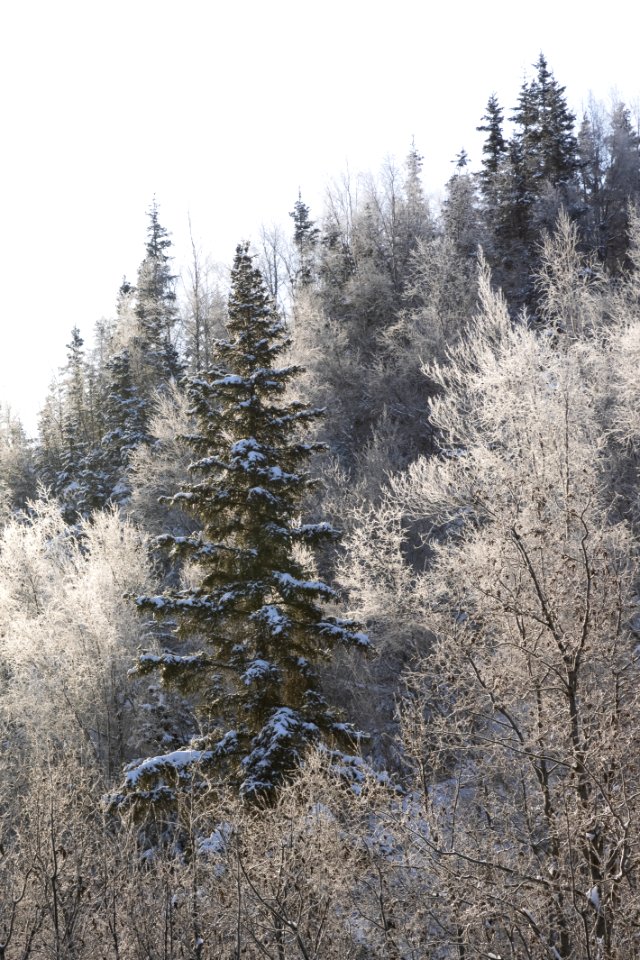 Hoar frost catches the morning light in the boreal forest.
