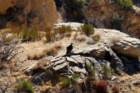 Condor chick 933 photo