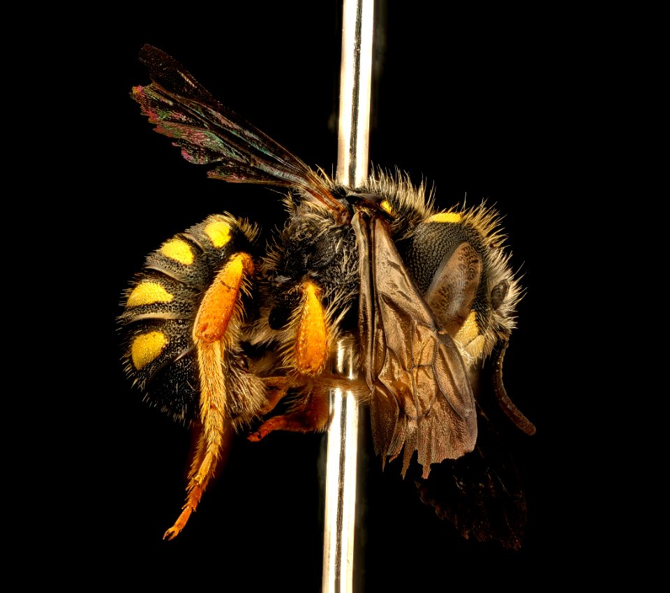 Pseudoanthidium nanum, m, Washington Co, right side 2018-03-07-08.26